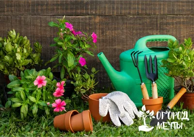 Работа в огороде в июле: чем заняться в саду, огороде и в цветнике,  полезные советы | Огород Мечты | Дзен