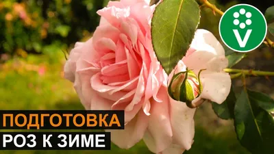 Подготовка роз к зиме | АРБУЗ