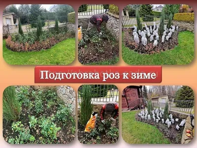 Как подготовить розу флорибунда к зиме - статья от \"Славянской усадьбы\"