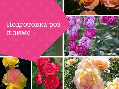 Чехлы для растений 110х140см подготовка роз к зиме «SHADOW» (ID#875580698),  цена: 90 ₴, купить на Prom.ua