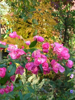 Обрезка роз на зиму - 30 фото примеров правильной подготовки роз к зиме