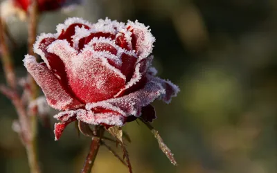 Граммотная подготовка роз к зиме - GreenMarket
