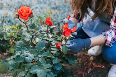 Правильно укрываем розы, чтобы сохранить все кусты и не переживать за них  до весны | ВКонтакте