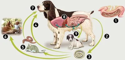 Подкожные паразиты у собак фото фотографии