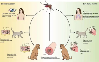 Дирофиляриоз у собак: причины, симптомы, лечение, профилактика в домашних  условиях