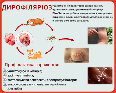 Дирофиляриоз — Текущее руководство для собак