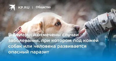 Zoovet / Ветеринарный центр Зоовет - Расписание бесплатных лекций для  ветеринарных специалистов на сезон весна-2019 🎓 Предварительная запись на  сайте — обязательна. Ссылка на регистрацию —  https://www.zoovet.ru/uchebnyy-tsentr/kursy/kurs-dlya ...