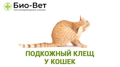 Демодекоз: подкожный клещ у кошек - Бравекто