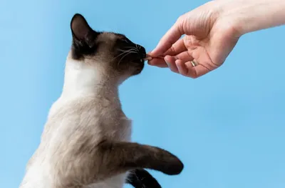 Капли от блох и клещей Bayer для кошек Advocate - «Лечение подкожного клеща  . Фото не для всех будет эстетически приятными.» | отзывы