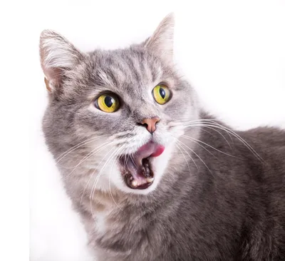 Дерматит у кошек: симптомы с фото, классификация, причины и способы лечение  в домашних условиях
