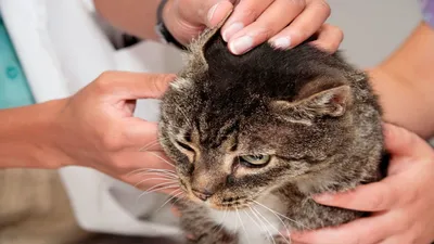 Фото Подкожного клеща у кошки: полная свобода выбора формата и размера