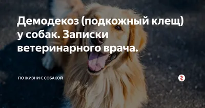 Клещи у собак – как оказать первую помощь, симптомы – ProPlan.ru