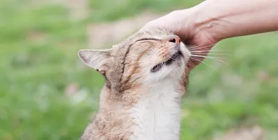 Подкожный клещ у кошек: диагностика и лечение - Кошки обзор на Gomeovet