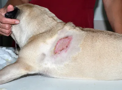 Пододерматит у собак, лечение, фото - Чем лечить шишки на лапах у собаки  между пальцев