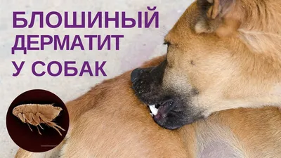 Аллергический блошиный дерматит (АБД) кошек и собак | Ветеринарная клиника  доктора Шубина