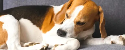 Симптомы и фото себорейного дерматита у собак: как его определить