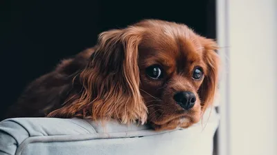 Почему собака нализывает/грызет свои лапы? (Пододерматит) | AmigoVetLife |  Дзен