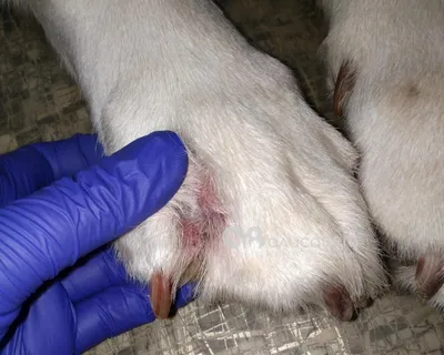 Репарин - Акральный дерматит – кожное заболевание, при котором собаки  болезненно вылизывают конечности до поражений кожи. Чаще возникает у  возрастных собак, но иногда встречается и у молодых животных. ⠀ ⠀ Основные  причины