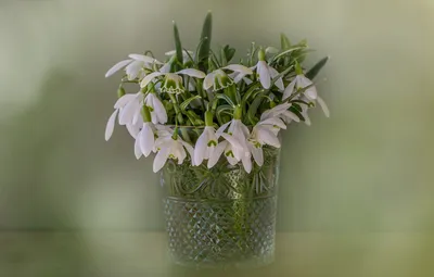 Подснежники из бумаги / Paper snowdrops/ Galanthus - YouTube