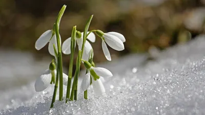 История про подснежник – блог Leto Flowers