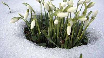 Волшебный снежный сад: подснежники в заснеженной глубине