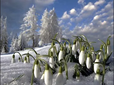 Зимняя красота: подснежники в снегу
