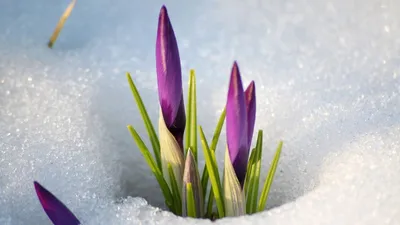 Магия первоцветов: подснежники в снегу