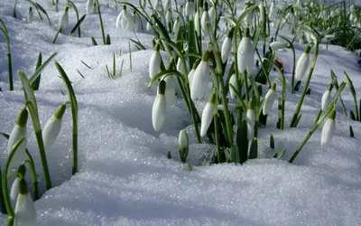 Романтика зимнего сада: подснежники на белоснежном фоне