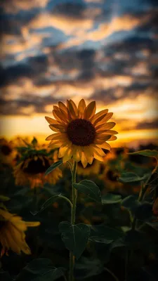 Заставки на Телефон | Sunflower wallpaper, Nature wallpaper, Cute wallpaper  backgrounds