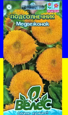 Семена- декоративный подсолнух «Медвежонок» в дар (Новосибирск). Дарудар