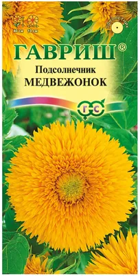 Подсолнух Медвежонок.😍🌻 #flowerworld #цветы #сад - YouTube