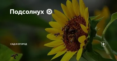 Подсолнух 🌻 | Сад и огород | Дзен