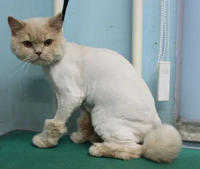 Подстриженные кошки фотографии