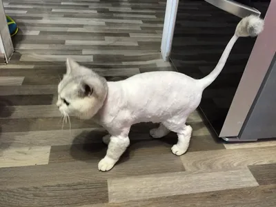 Фото подстриженных кошек - скачать бесплатно