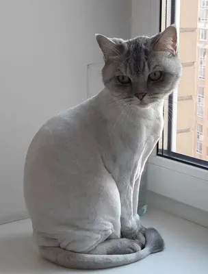 Подстриженные кошки - наслаждение для глаз
