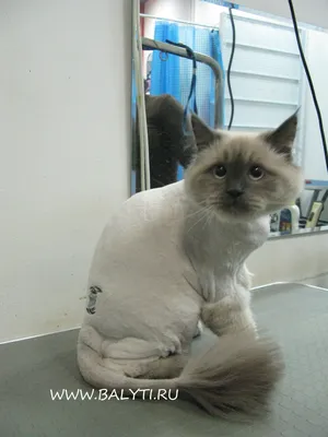 Подстриженные кошки - красота и уют в одном месте