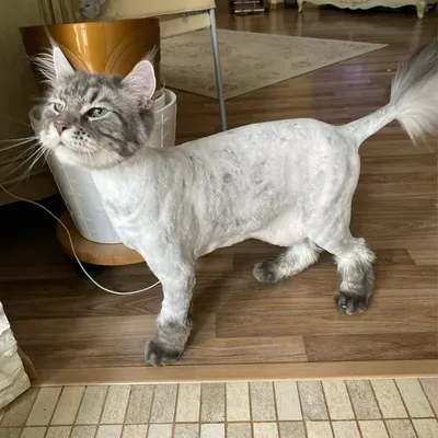 Подстриженные кошки - выбирайте и скачивайте свободно