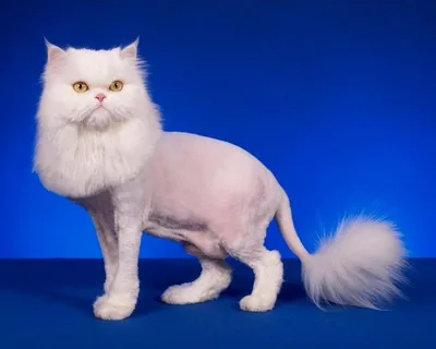 Подстриженные кошки - прекрасная находка для дизайна вашего проекта