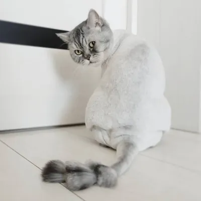 Фотографии подстриженных кошек - живопись в каждом кадре