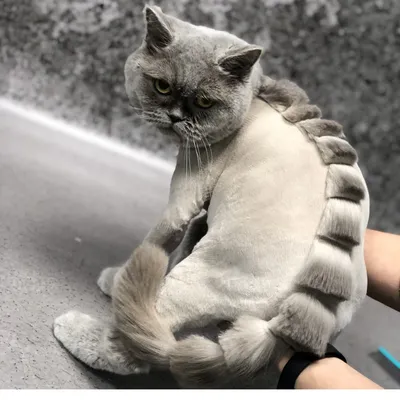 Подстриженные кошки - красивые изображения для украшения вашего сайта