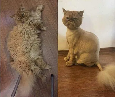 Подстриженные кошки - собрание самых лучших фотографий