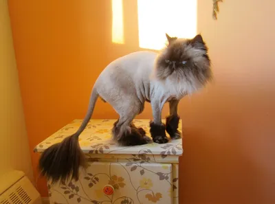 Фотографии подстриженных кошек - наслаждение для любителей кошек