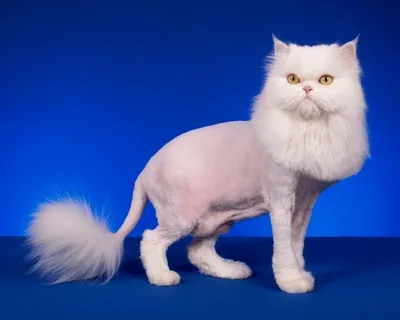 Подстриженные кошки - настоящие произведения искусства в мире фотографии