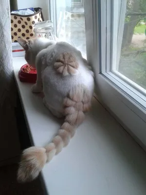 Фото подстриженных кошек, чтобы их фанаты были довольны