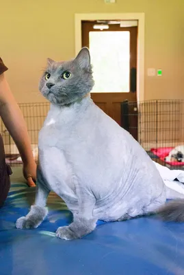 Фотографии подстриженных кошек - воплощение грации и красоты