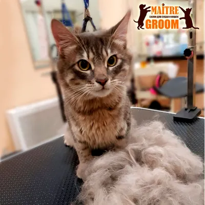 Фотографии подстриженных кошек - ваше вдохновение на каждый день