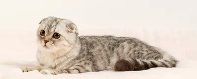 Фото подстриженных кошек - наслаждение для глаз и души
