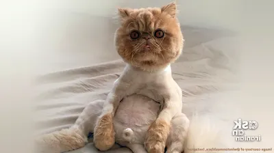 Подстриженные кошки - идеальный выбор для любителей кошек