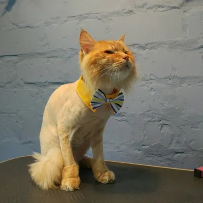 Фотографии подстриженных кошек - прекрасное дополнение к вашему сайту