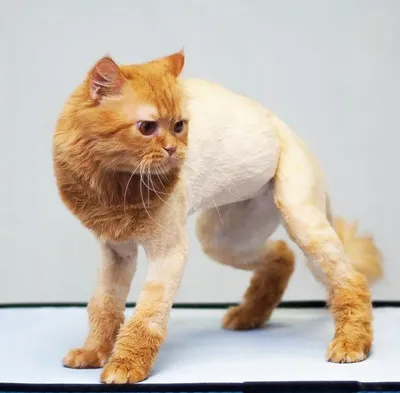 Фотографии подстриженных кошек - выбирайте размер и формат